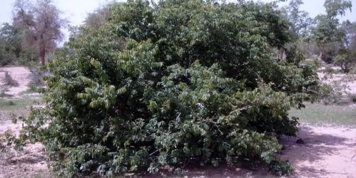 appareil photo numérique voyageur