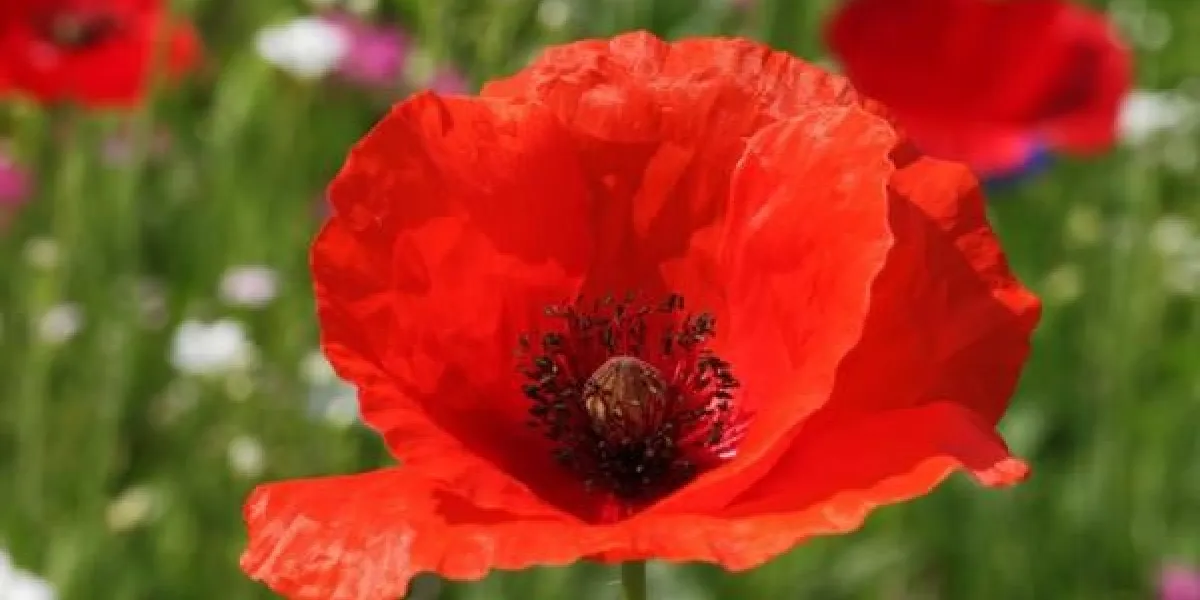 gros plan de coquelicot rouge