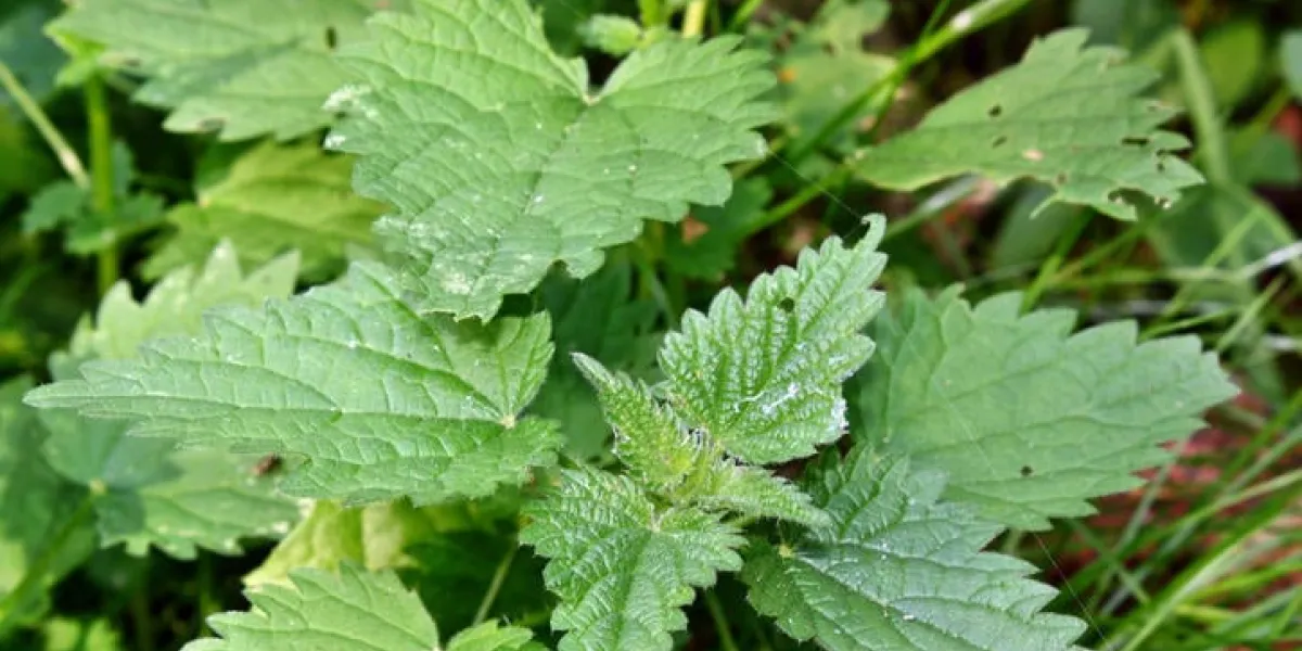 plante d'ortie dans le jardin sauvage montré dans l'environnement sauvage