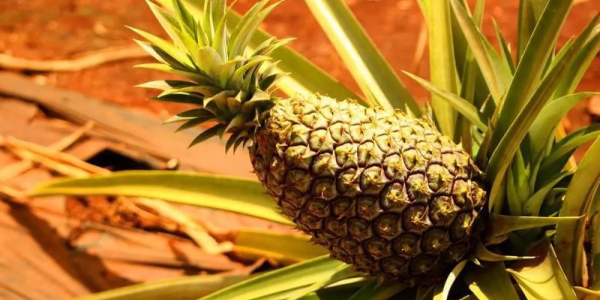 ananas, doux, plantes, tropical, île, dole, broméliacées, tropiques, ananas, sativa, fruits, épineux, peau, jaune, brun, mûr, juteux