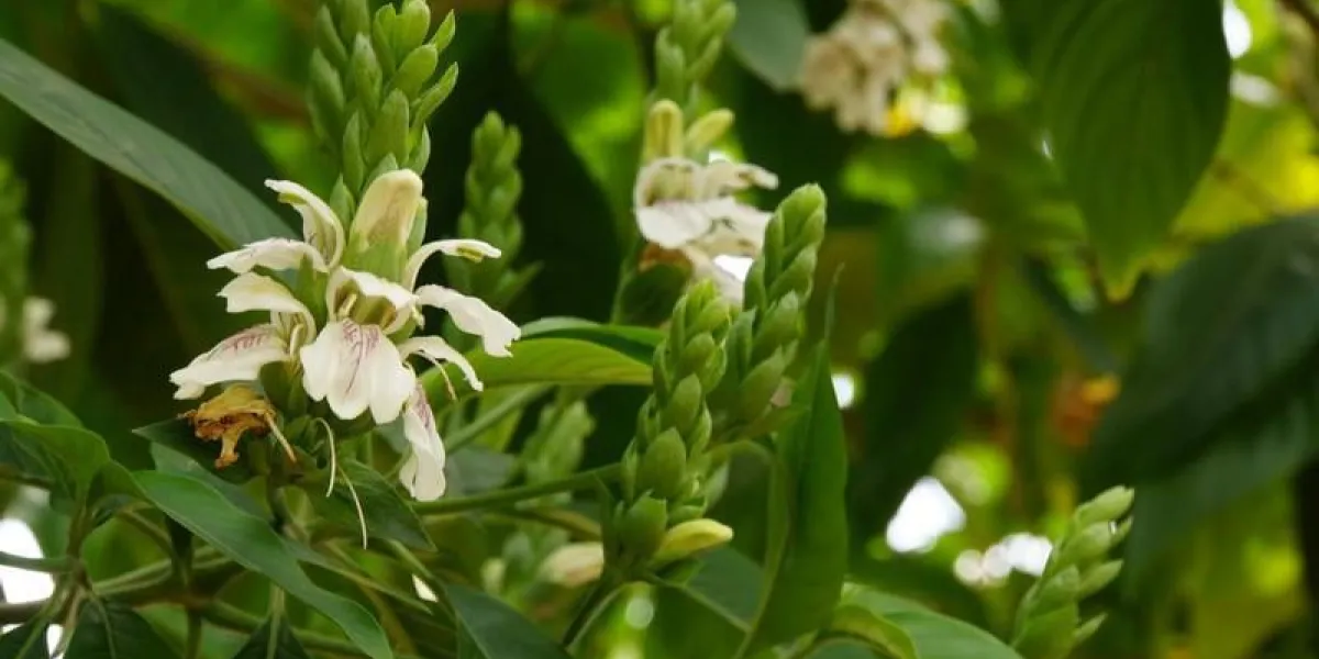 indisches lungenkraut (justice adhatoda), funchal, madère, portugal