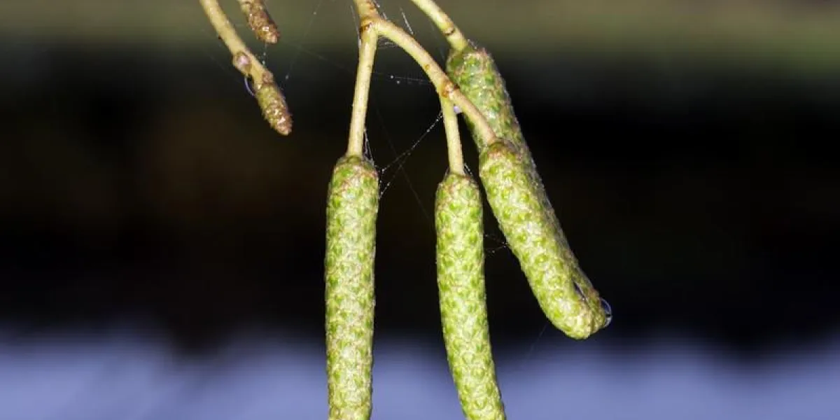 chaton de l'aulne glutineux