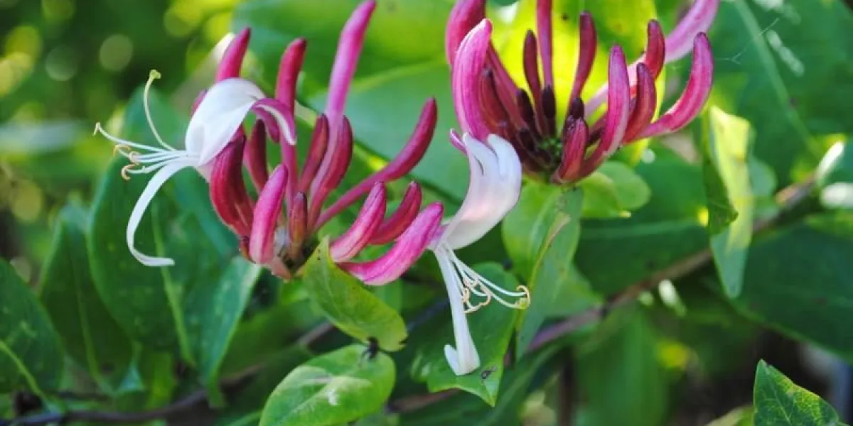 chèvrefeuille en spirale