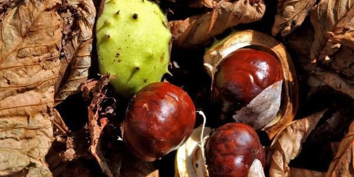 châtaignes de l'inde