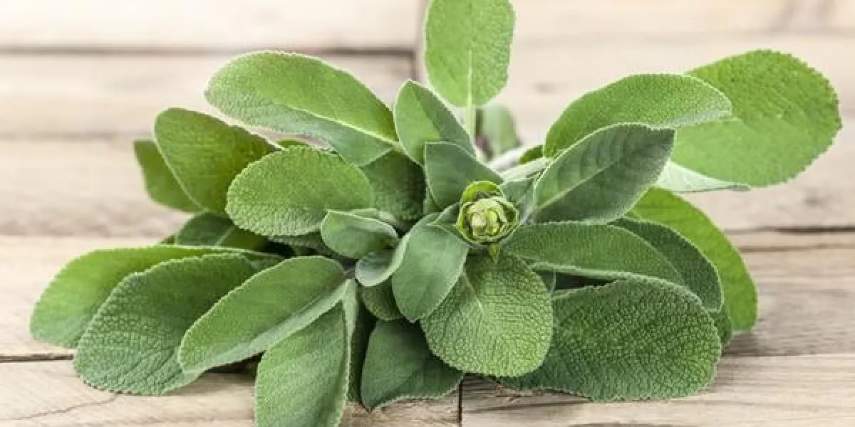 sauge sur planche de bois