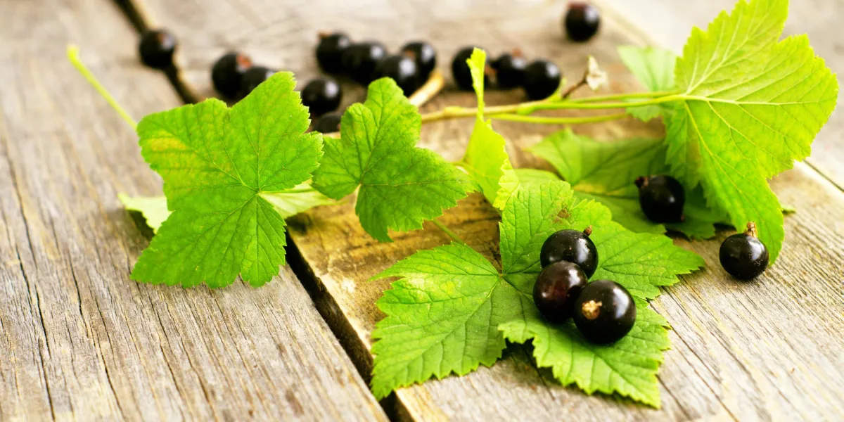 baies de cassis avec des feuilles sur le fond en bois