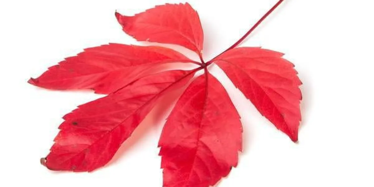 wilder wein, rotation herbstbltter, parthenocissus quinquefolia