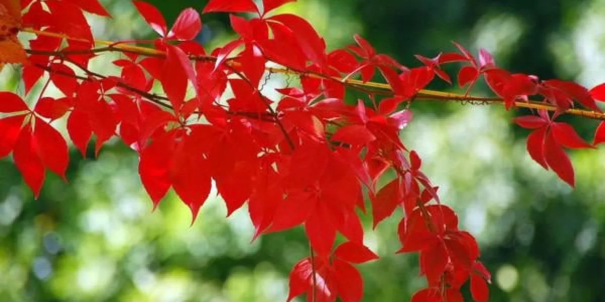 vigne vierge de couleur rouge (wilder wein)