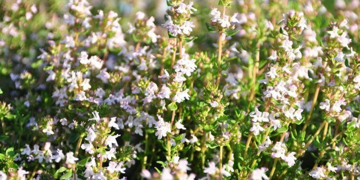 Цветущий чабрец