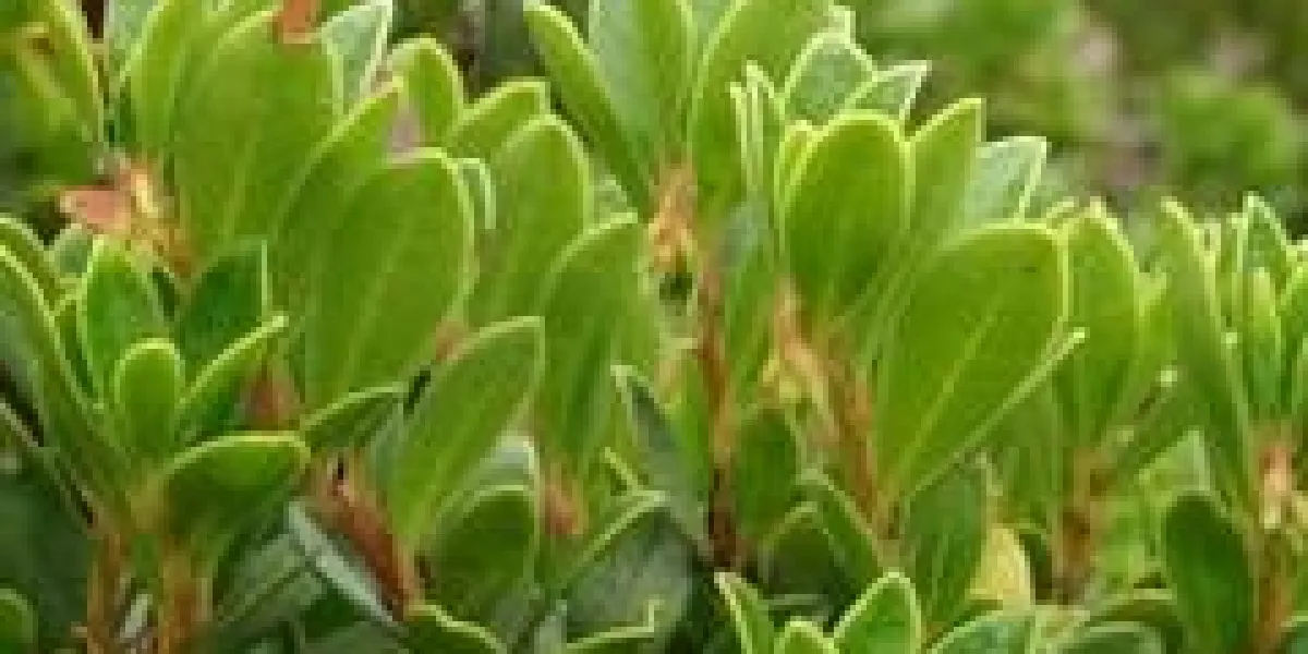 raisin d'ours,aude,pyrénées