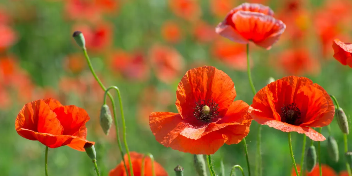 gros plan de pavot rouge sur le champ de céréales