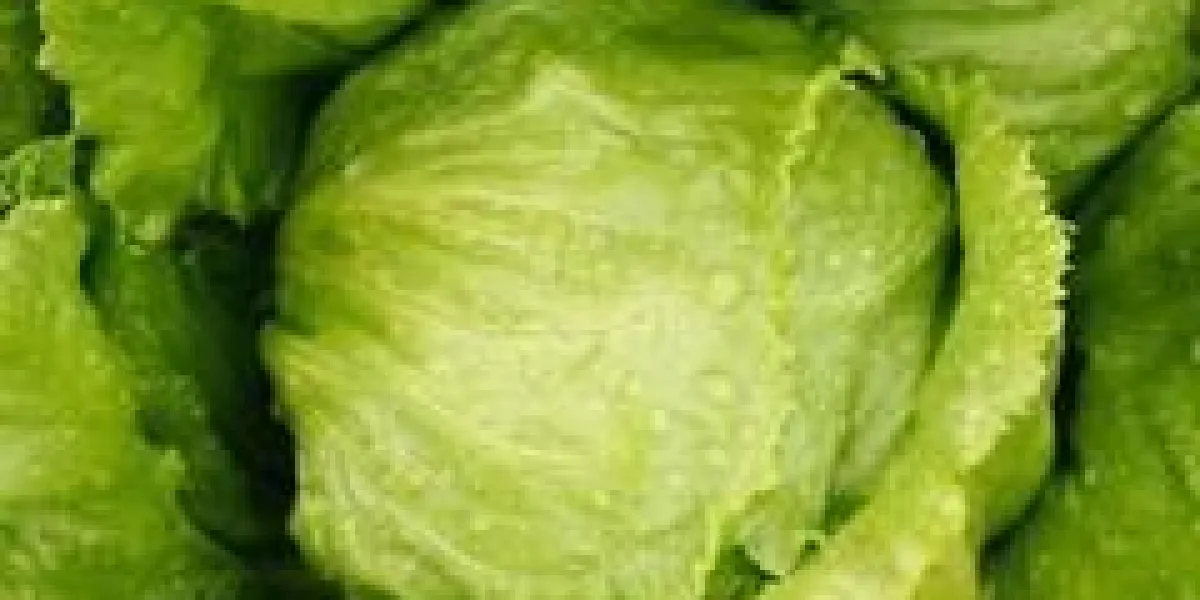 salade de laitue iceberg dans le jardin bio