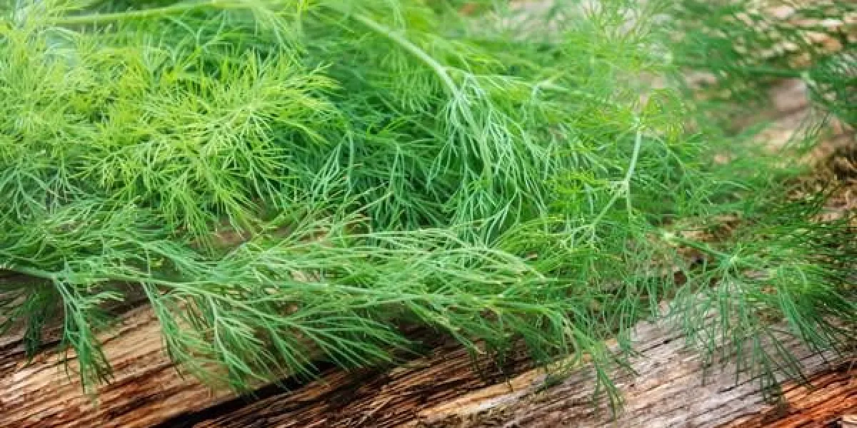 aneth sur planche de bois