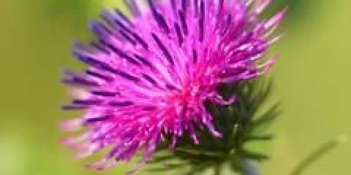 fleur épineuse (arctium lappa) sur fond vert